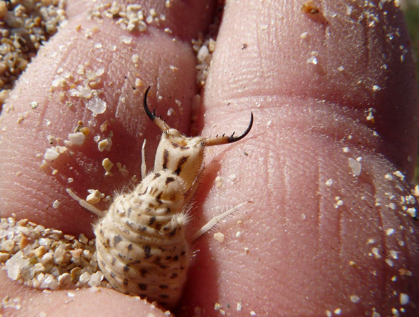 [Acanthaclisis occitanica larva] Tagliole nella sabbia